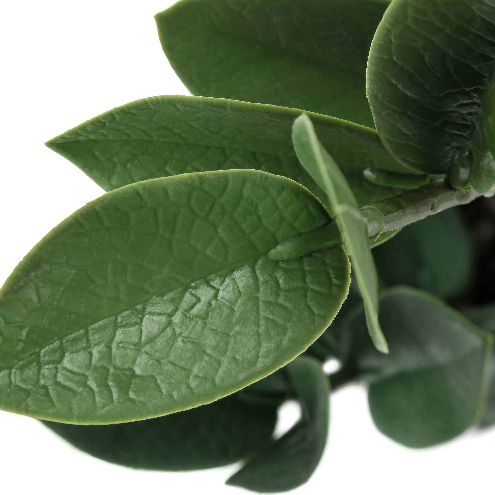 botanical☆ 71CzdiaPQqL._AC_UF350,