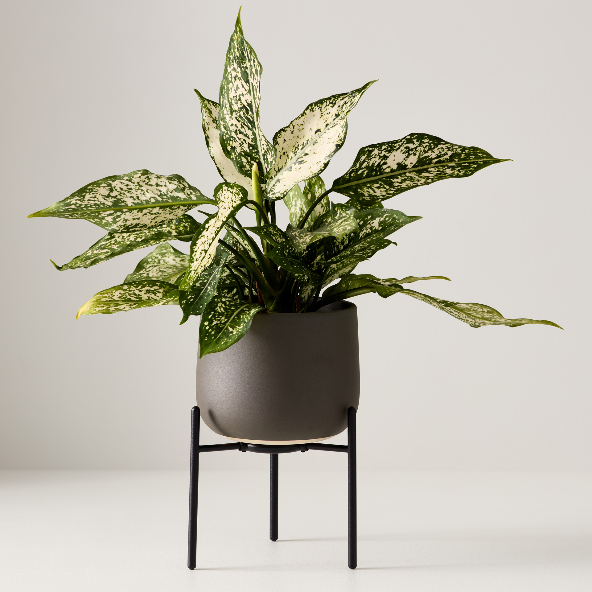 a-chan　1001 0839405_2.jpg