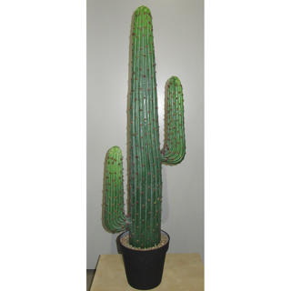 Cactus 49 po