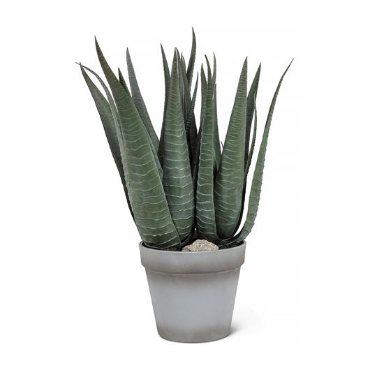 Plante décorative Agave en pot Abbott